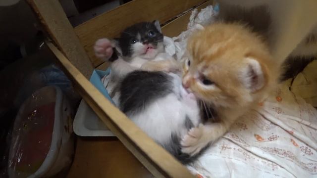 МУСЯ С 2-Х НЕДЕЛЬНЫМИ КОТЯТАМИ