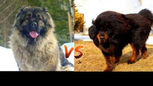 Кавказская овчарка против тибетского мастифа-КТО ПОБЕДИТ//батл собак//(A.B.B)
