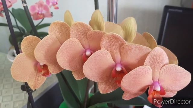 Домашнее Цветение моих Орхидей/ Цветущие Фаленопсисы в конце января/ 29.01.21. смотреть онлайн