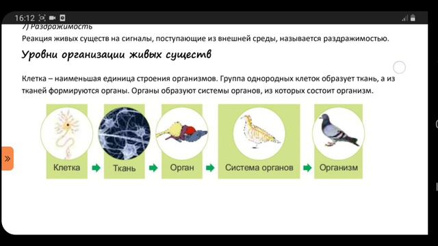 Уровни организации живых существ смотреть онлайн