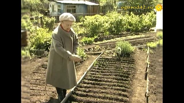 Узелок на память - на весеннюю страду. Посадка лука смотреть онлайн