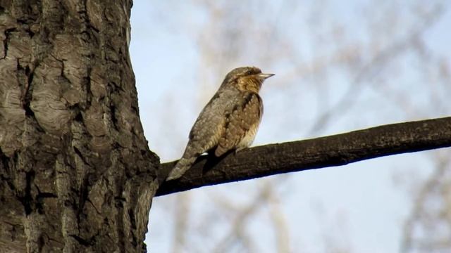 Вертишейка смотреть онлайн