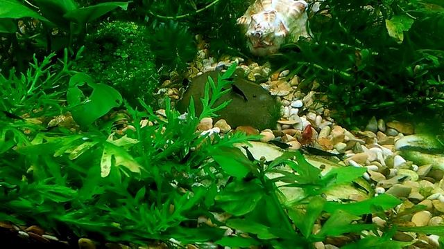 синие креветки смотреть онлайн