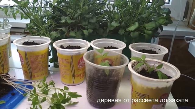 Хроника пикирования томатов (1) смотреть онлайн