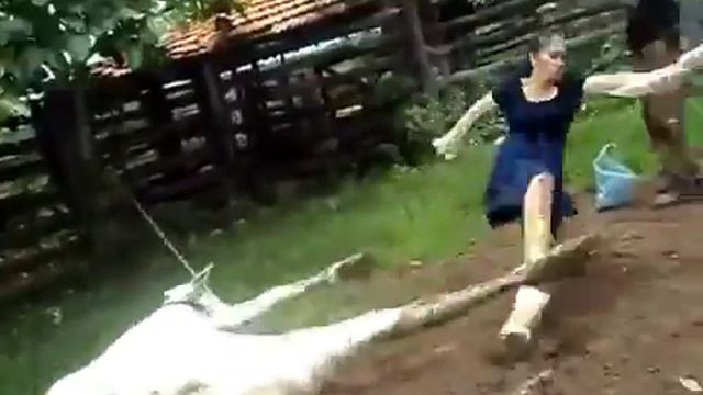 Нельзя трогать корову которые рожает то пожалеете смотреть онлайн