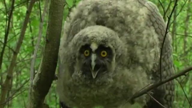 Ушастая сова смотреть онлайн