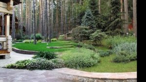 ЦВЕТНИК ПОД СОСНАМИ / СМОТРИТЬСЯ ПРОСТО /  flower garden under the pines ??