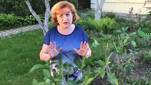 БРУГМАНСИЯ ! Украшение вашего сада , весна . смотреть онлайн