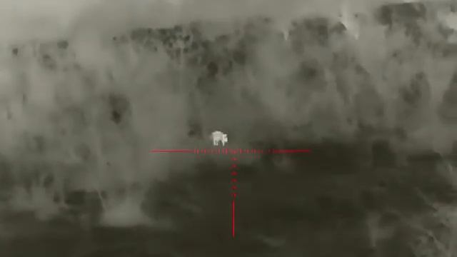 Iray sct 35 v2 лиса смотреть онлайн