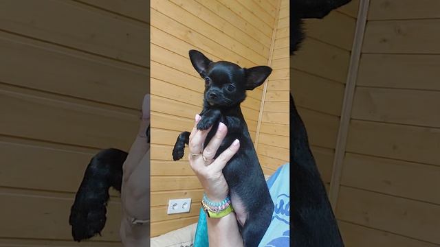 цена здесь 📌+79787458062 Багира Продажа чихуахуа питомник Кастропуло Крым купить щенка #chihuahua смотреть онлайн