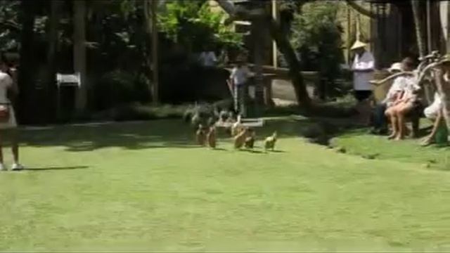 BALI BIRD PARK.DAT смотреть онлайн