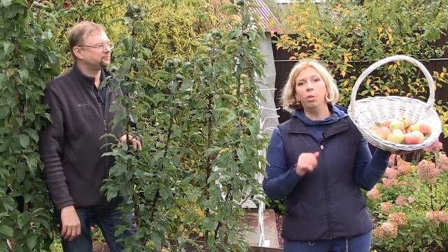 Особенности выращивания колоновидных яблонь.Подкормка органо-минеральным удобрением ОМУ "Осеннее". смотреть онлайн