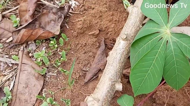 HISTORY Of ISUNJABA PYTHON | Messenger Of The god's #EkeNjaba смотреть онлайн