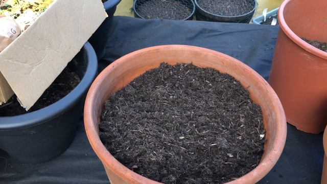 PLANTING A LOT OF SPRING -SUMMER BULBS/TULIPS/DAFFODILS/HYACINTHS/ALLIUMS/IRIS/ смотреть онлайн
