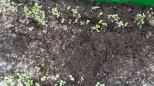 Белый налет на почве?!? что с этим делать