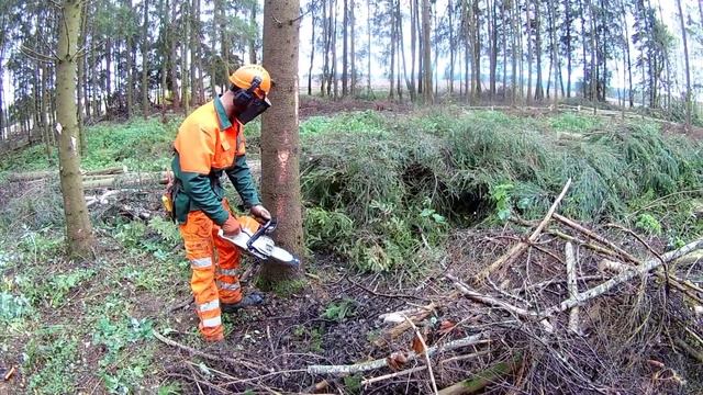 perfect saw cut // Правильная валка наклоненных деревьев // Валка леса // Stihl смотреть онлайн