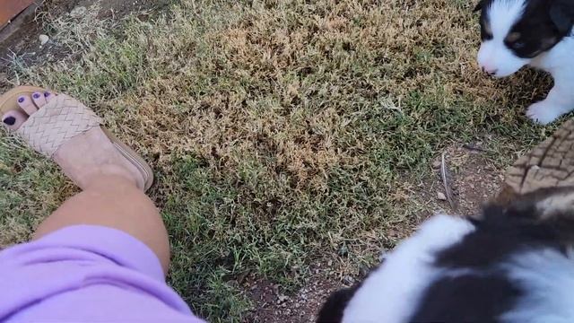 Этот щенок поедет со мной