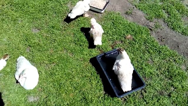 Как растут мускусные утята (индоуточки). Утятам месяц!