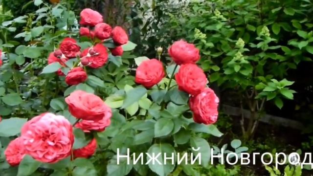 Роза, которая всегда подарит радость ❤️ И это роза Пиано ? смотреть онлайн