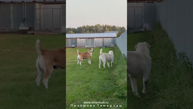 Аврора и ее сыночек Рузик Среднеазиатские овчарки питомника Тимерташ запись на щенков +79048881825 смотреть онлайн