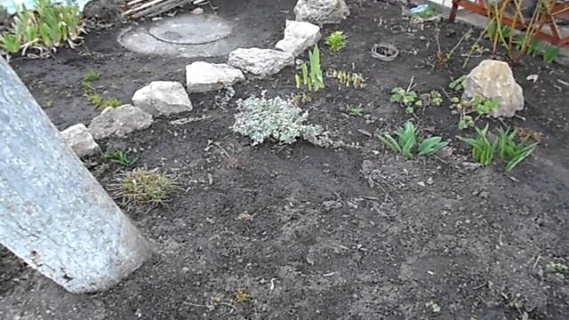 НА ДАЧЕ 30 МАРТА )РОЗЫ )ЛАВАНДА )ГОРТЕНЗИЯ КРУПНОЛИСТНАЯ ) смотреть онлайн