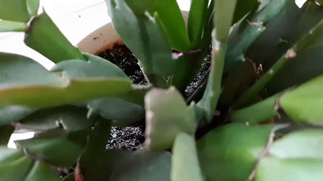 Как Я чуть не залила цветок !? смотреть онлайн