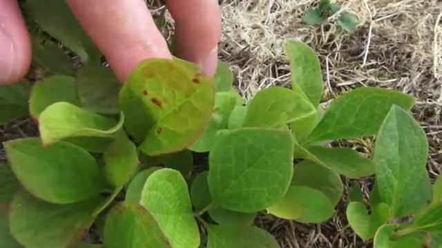 Красника. Завязались первые ягоды смотреть онлайн