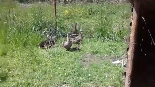Подсадные утки (мещерские ) разведение. смотреть онлайн