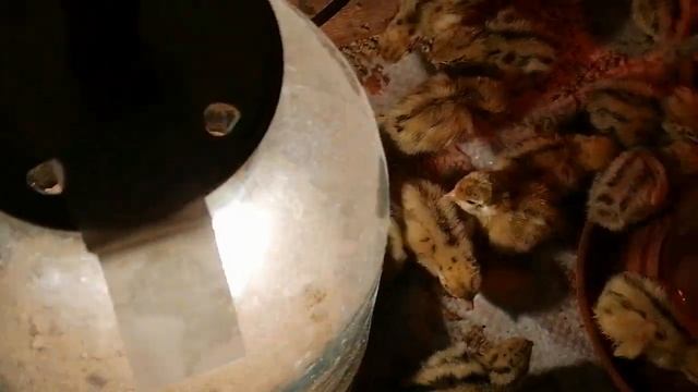 БРУДЕР - ЯСЛИ  на 1 000   ПЕРЕПЕЛЯТ