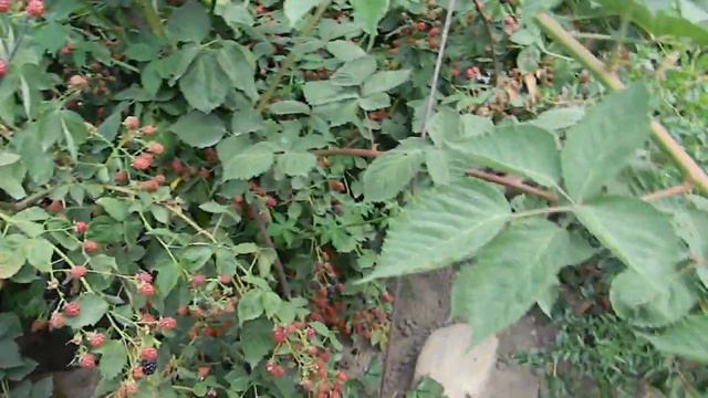 Ежевика из Италии. смотреть онлайн