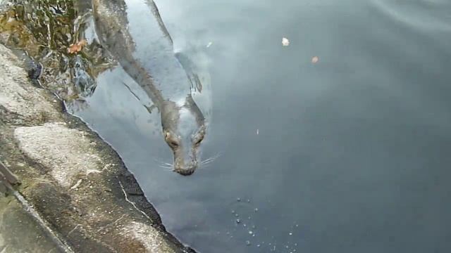 Skansen Park in Stockholm смотреть онлайн