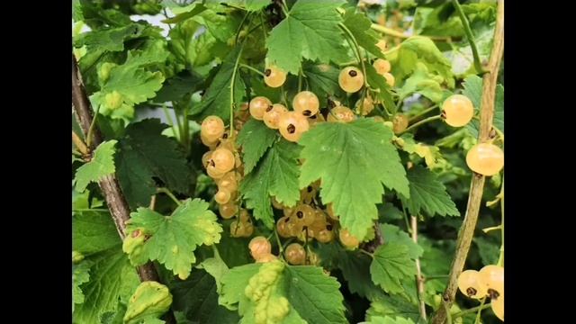 ЯГОДЫ всякая смородина? смотреть онлайн