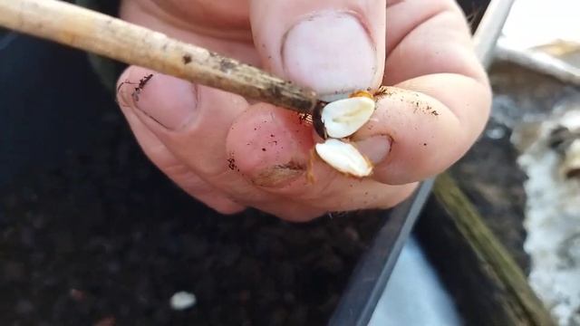 Почему не проростают семена кедра? смотреть онлайн