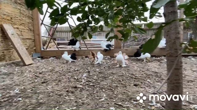 Голуби павлины. Индийские павлины. Indian Fantail Pigeon