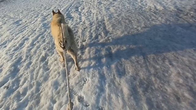НОВАЯ ОЯ ДОМА. Первая реакция в питомнике. смотреть онлайн