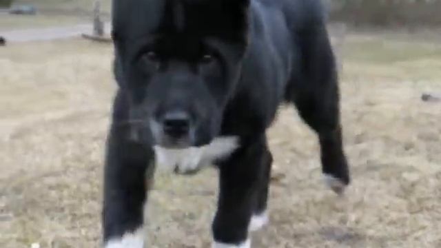alabaj puppies in kennel Is Stumbryno...Sredneasiatskaja ovcharka смотреть онлайн