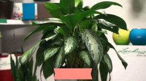 Эти комнатные растения очищают воздух ‒ лучшие цветы для дома