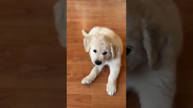 Люби меня люби🤣! СМОТРЕТЬ ДО КОНЦА!#природа#собака#собаки#щенок#щенки#моисобаки#счастье#милота смотреть онлайн