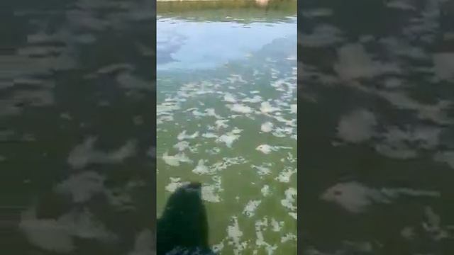 Горьковское водохранилище. Что это с ним? смотреть онлайн