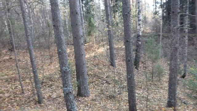 Путешествие на древнее городище. Так выглядит городище раннего железного века. смотреть онлайн