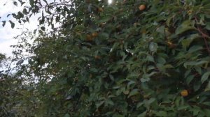 Санаторий " Северный"  Евпатория