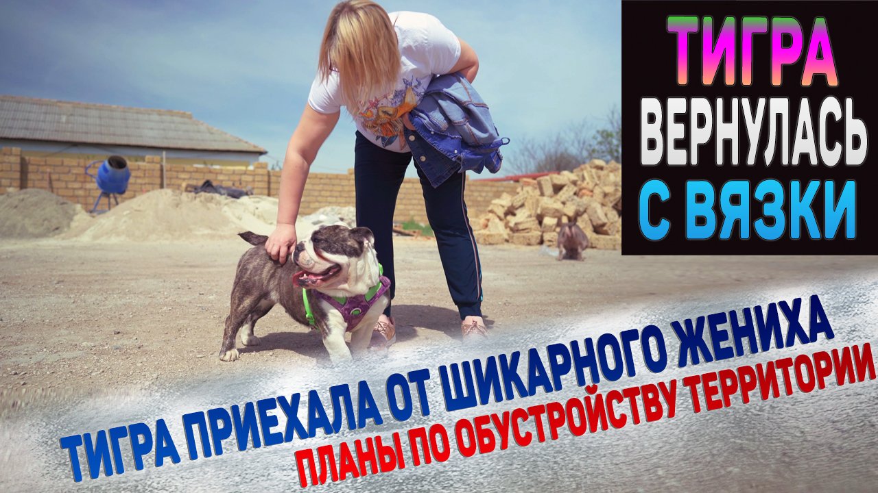 Английский Бульдог Тигра приехала домой! Наши планы обустройства территории вокруг! смотреть онлайн