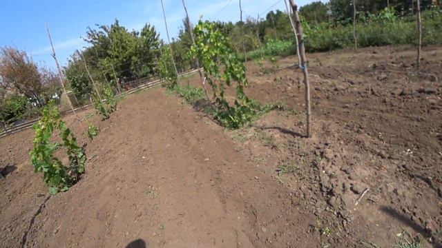 Пора прибрать огород, поймали богомола смотреть онлайн