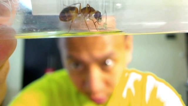 Oecophylla smaragdina Queen (Day 27) and Camponotus maculatus Queen (Day 20) by AntsCanada смотреть онлайн