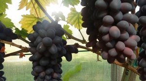 Калининградский виноград. Эталон.