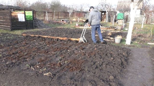 ? Китайский чеснок ЧУДИТ✅ ДАЧНЫЕ  заботы в Ноябре