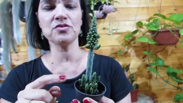10 cactos para cultivar SEM MEDO! смотреть онлайн