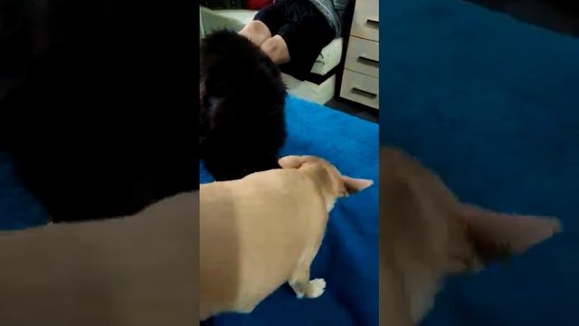 Мадина (Аля) из Москвы развивающие игры для собак, выпускница питомника чихуахуа Кастропуло смотреть онлайн