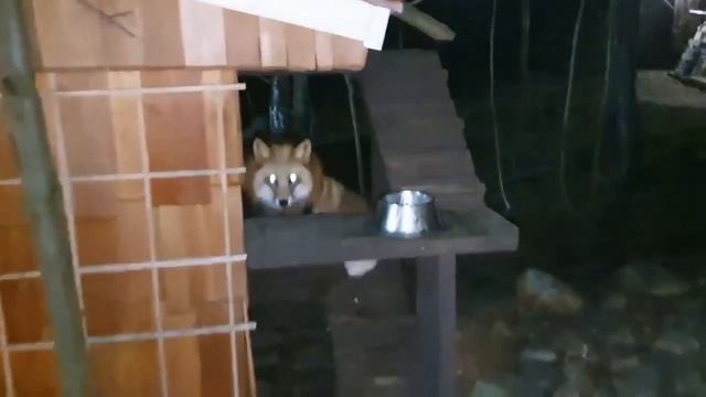 Алиса - Лиса / Прикольные Моменты с Алисой ч. 375/ Alice the Fox смотреть онлайн