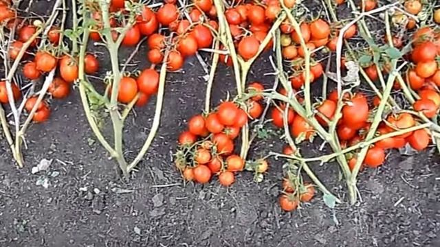 Очень урожайные сорта томатов для открытого грунта в Средней полосе смотреть онлайн